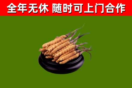丹巴烟酒回收冬虫夏草.jpg